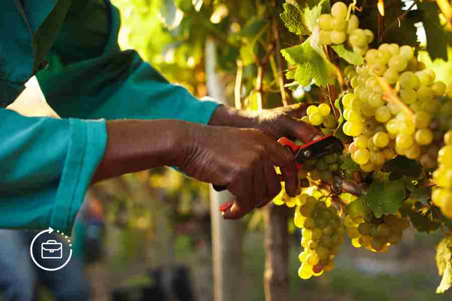 Trabajo para cosechar uvas